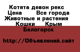 Котята девон рекс › Цена ­ 1 - Все города Животные и растения » Кошки   . Крым,Белогорск